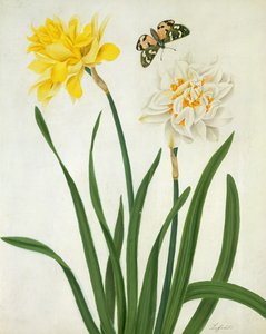 Narcissi og sommerfugl (wc og gouache med gull over blyant på vellum)